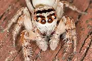 Jumping Spider (Opisthoncus necator) (Opisthoncus necator)